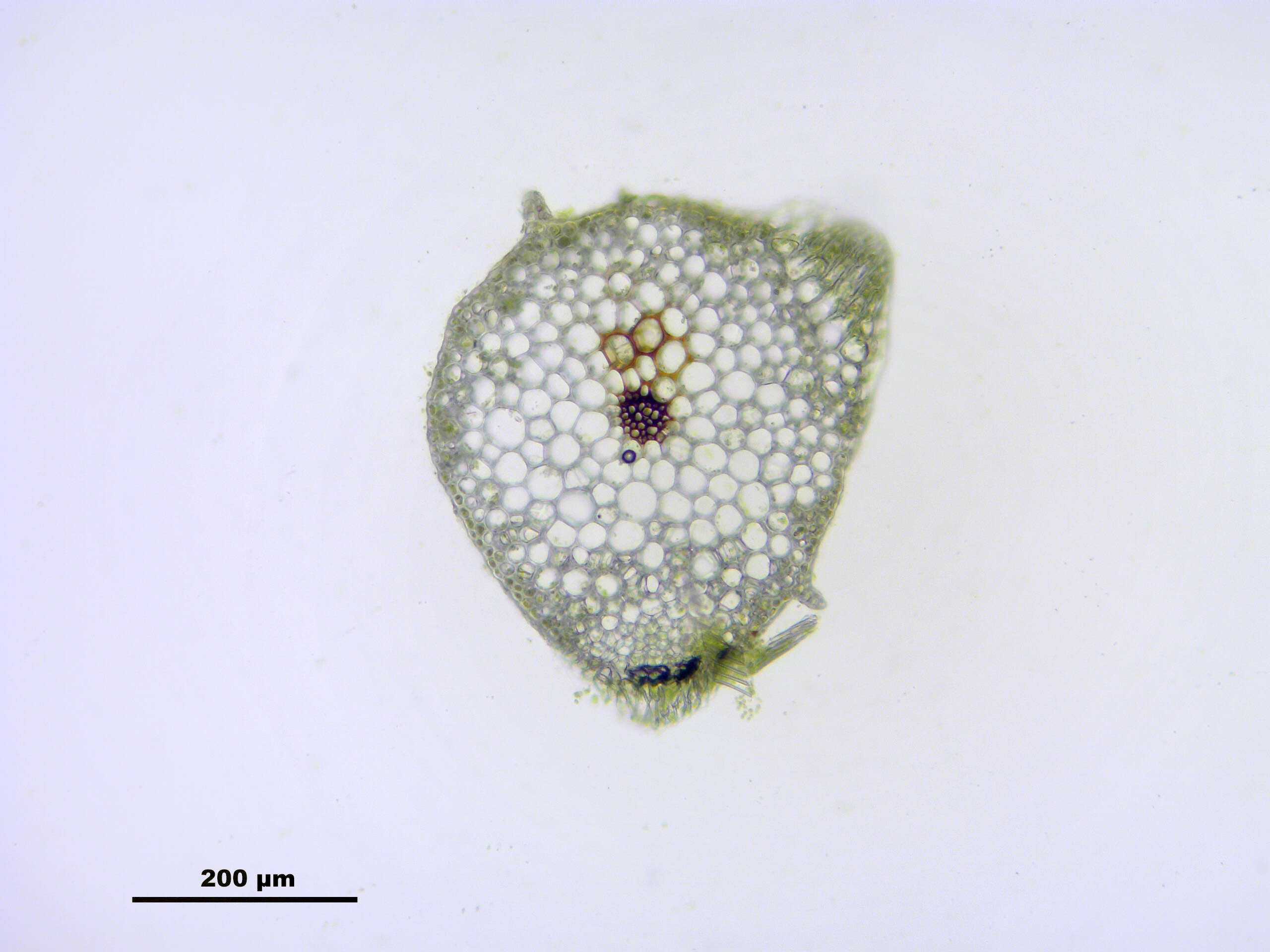 Слика од Brachythecium mildeanum W. P. Schimper ex Milde 1862