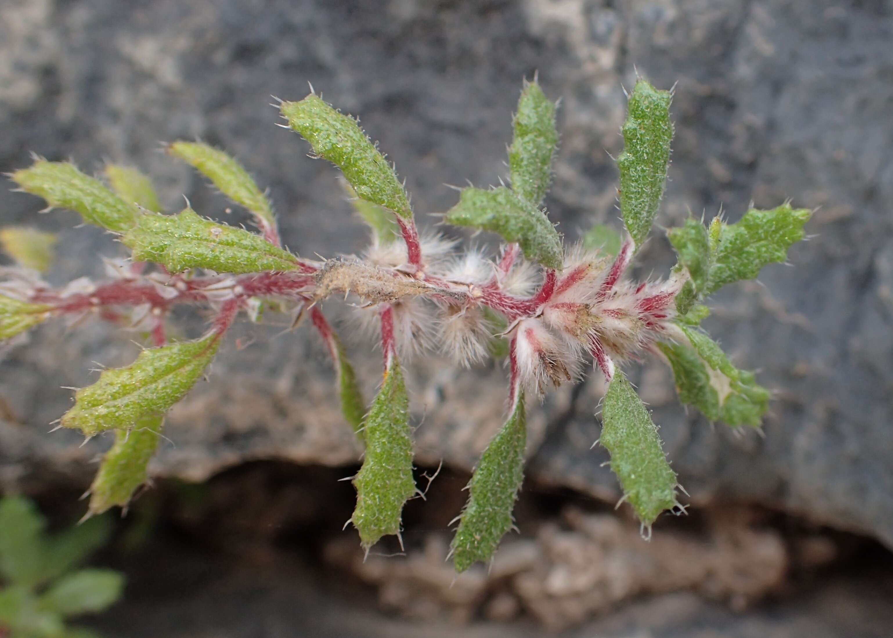 Image de Forsskaolea angustifolia Retz.