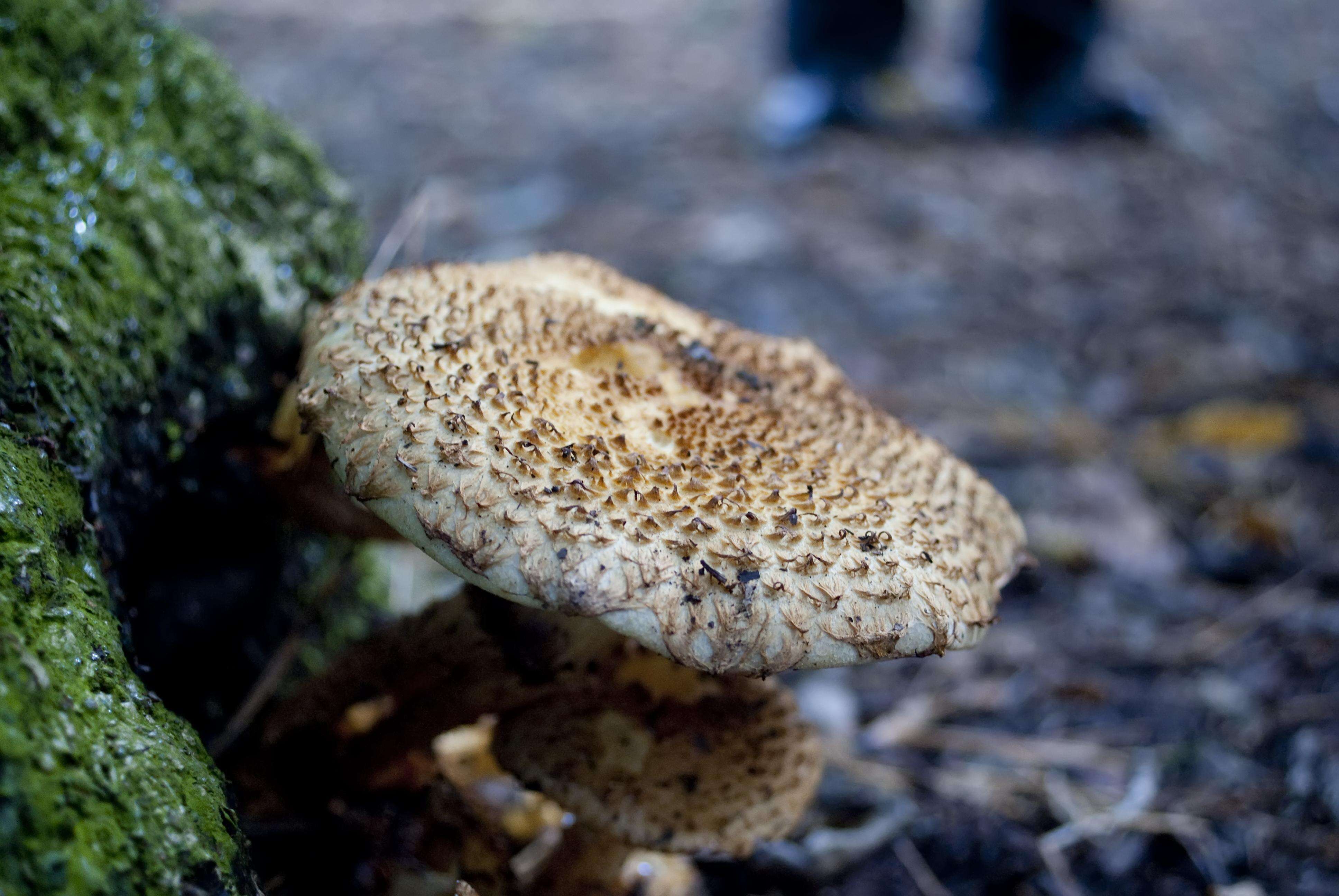 Pholiota squarrosa (Vahl) P. Kumm. 1871 resmi