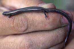 Image of Chernov's Skink