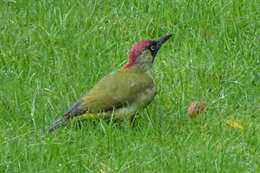 Image of Eurasian Green Woodpecker