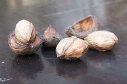 Image of shellbark hickory