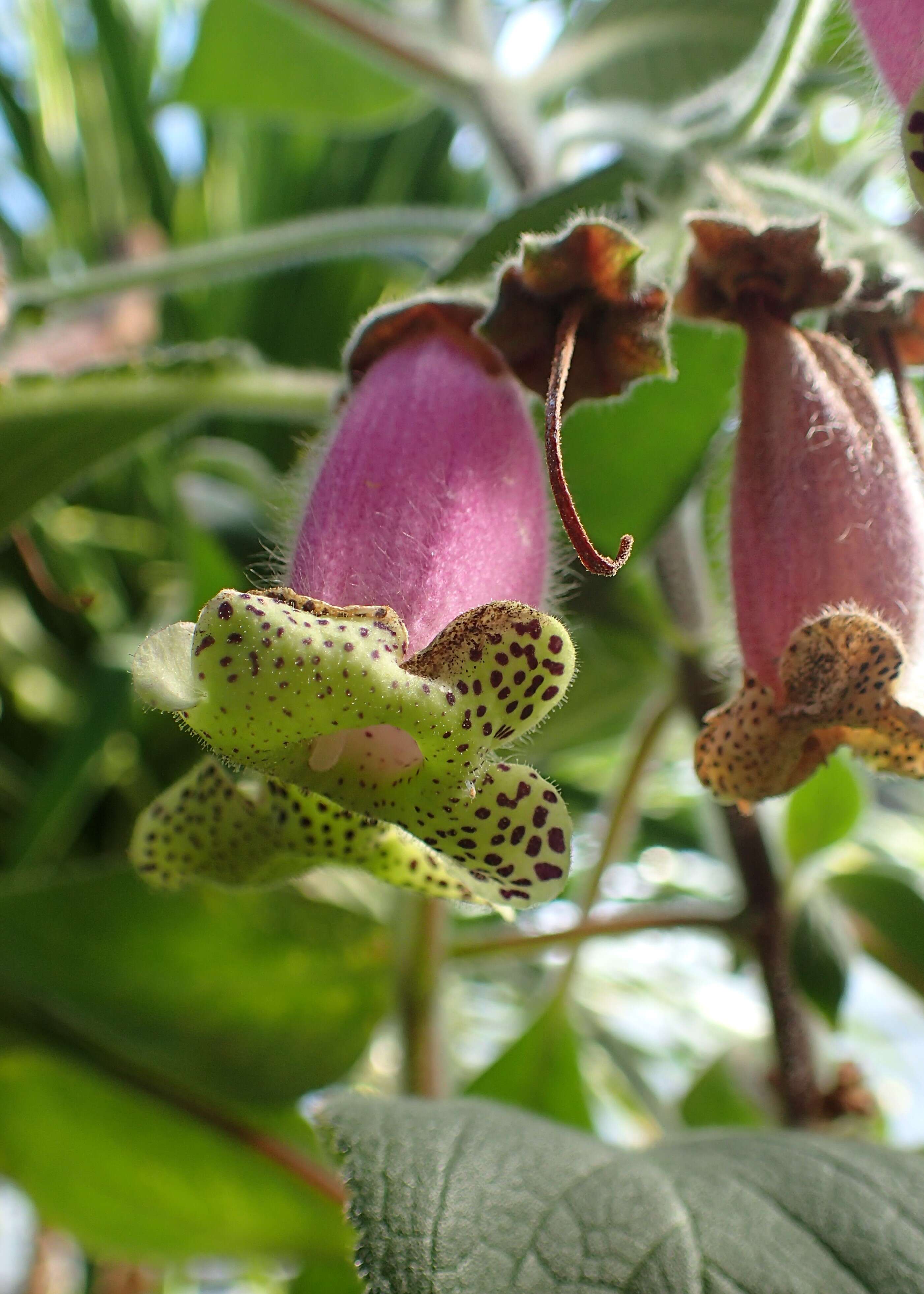 Image of Kohleria warszewiczii (Regel) Hanst.