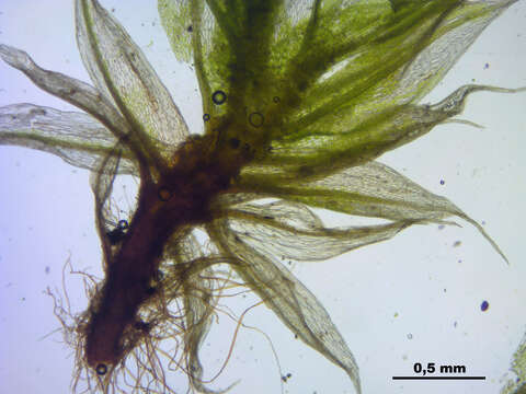 Image of dry calcareous bryum moss