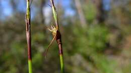 Image of Lepidosperma urophorum N. A. Wakef.