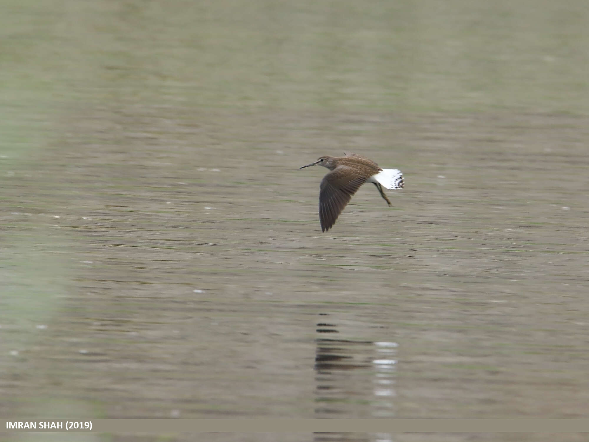 Image of Green Sandpiper