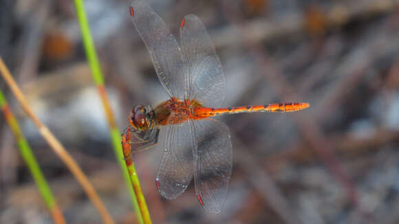 Image of Red Percher Dragonfly