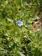 Image of Gänseblümchen-Ehrenpreis