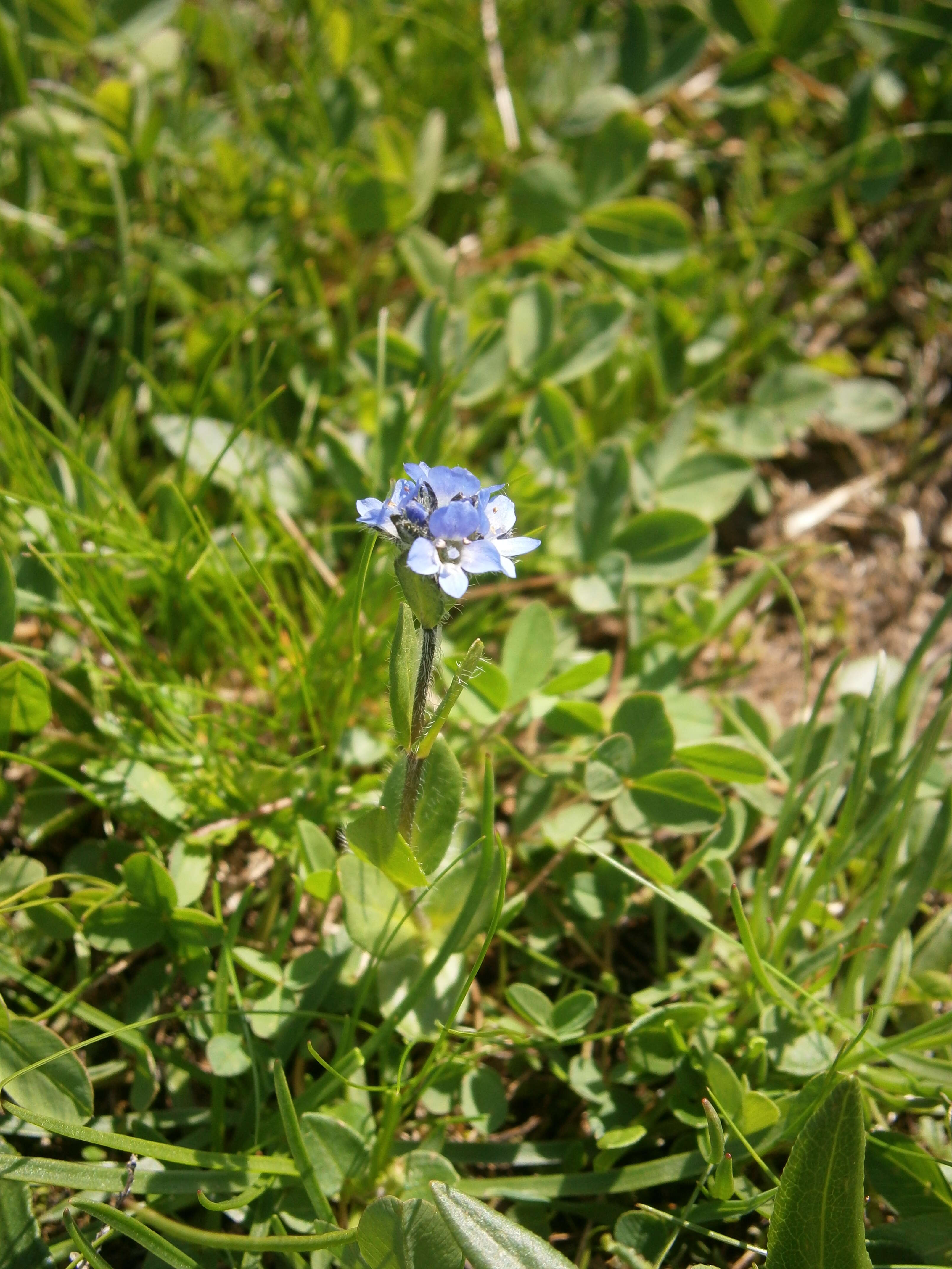 Image of Gänseblümchen-Ehrenpreis