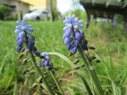 Image of Armenian grape hyacinth