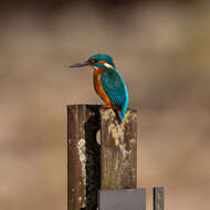 Image of Common Kingfisher