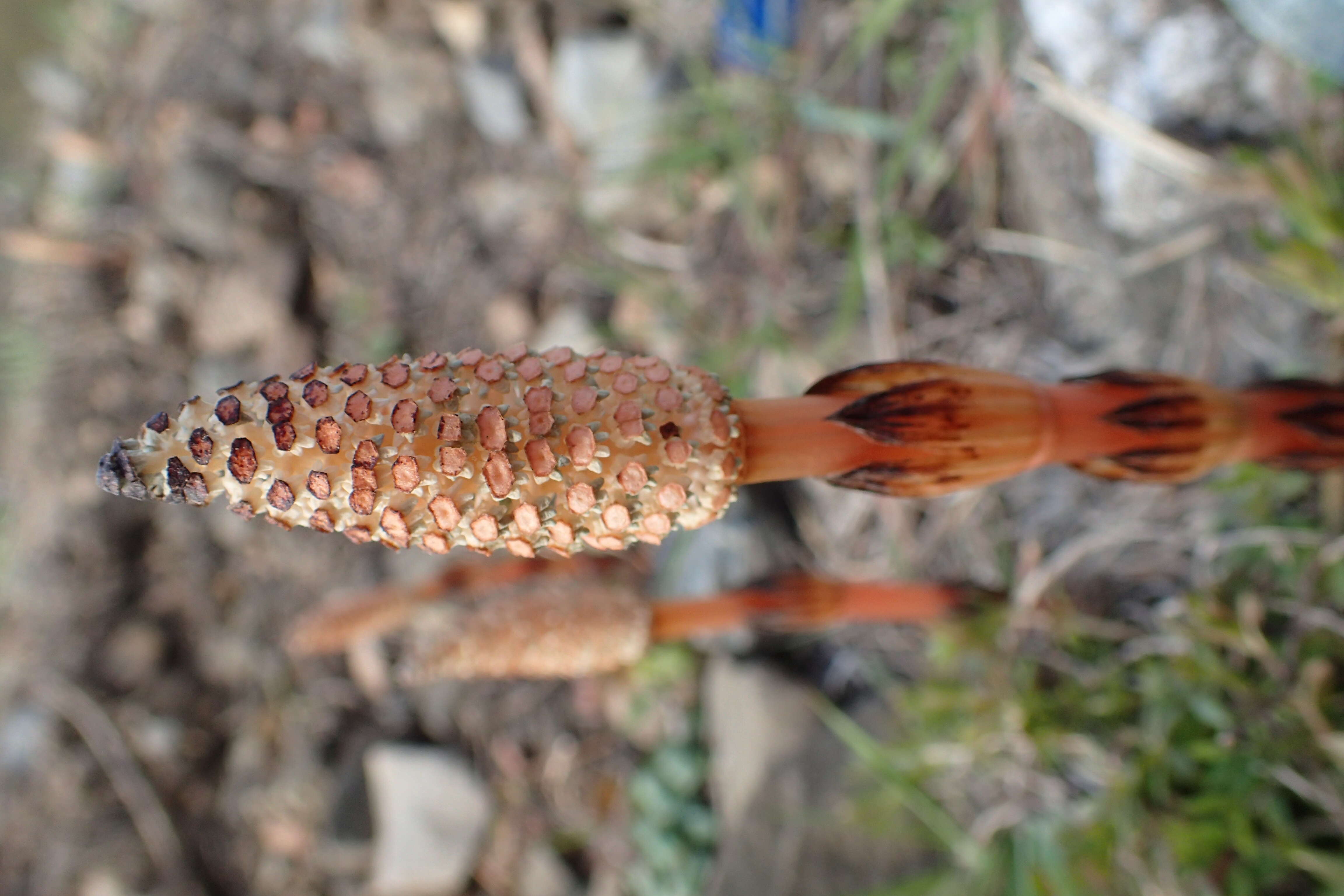 Image of field horsetail