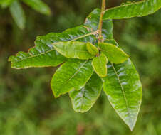 Image de Quercus salicifolia Née