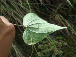 صورة Dioscorea deltoidea Wall. ex Griseb.