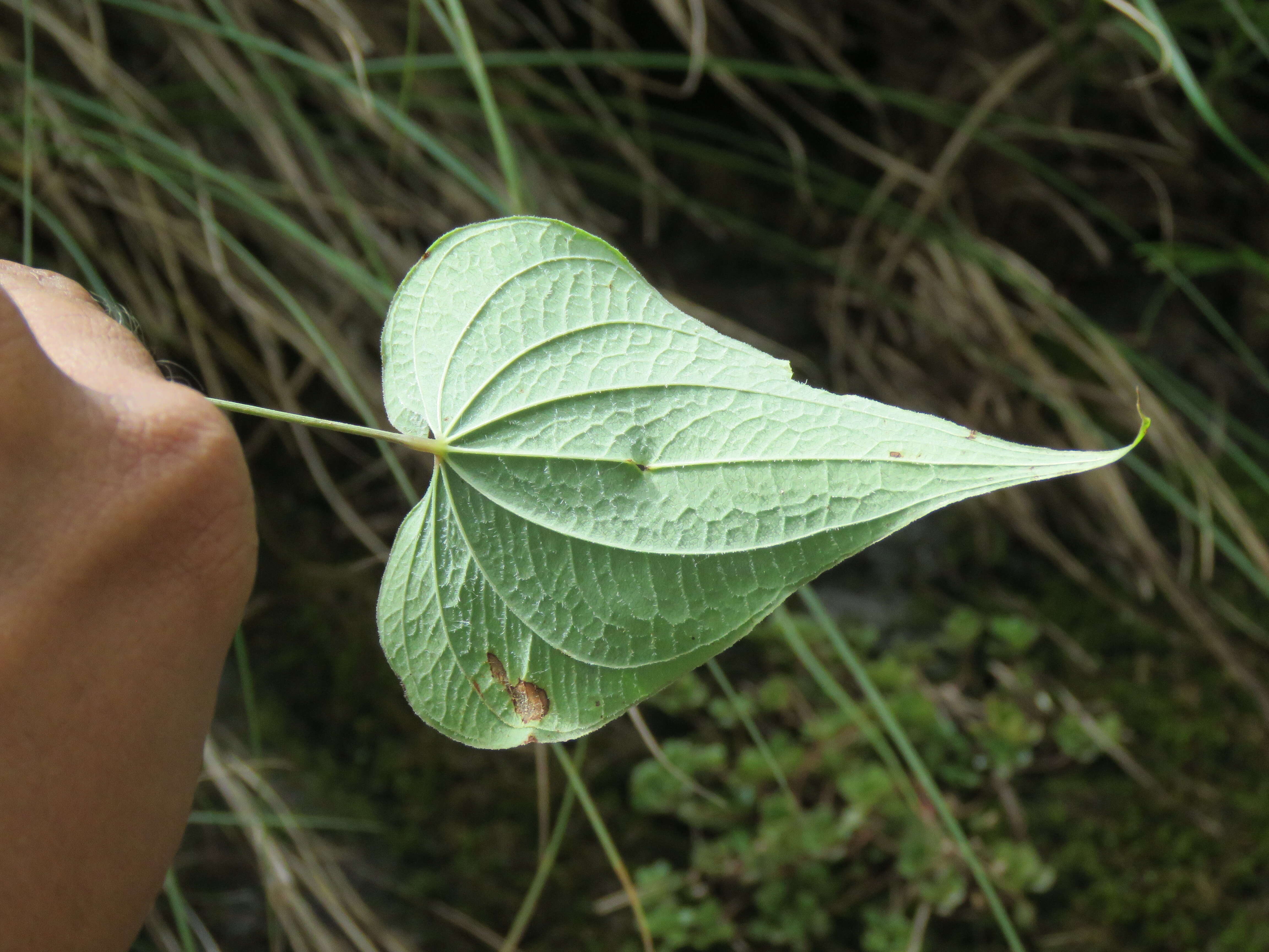 Image of Dioscorea