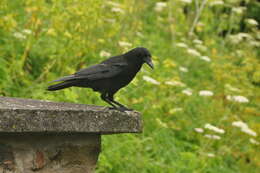 Image of Carrion Crow