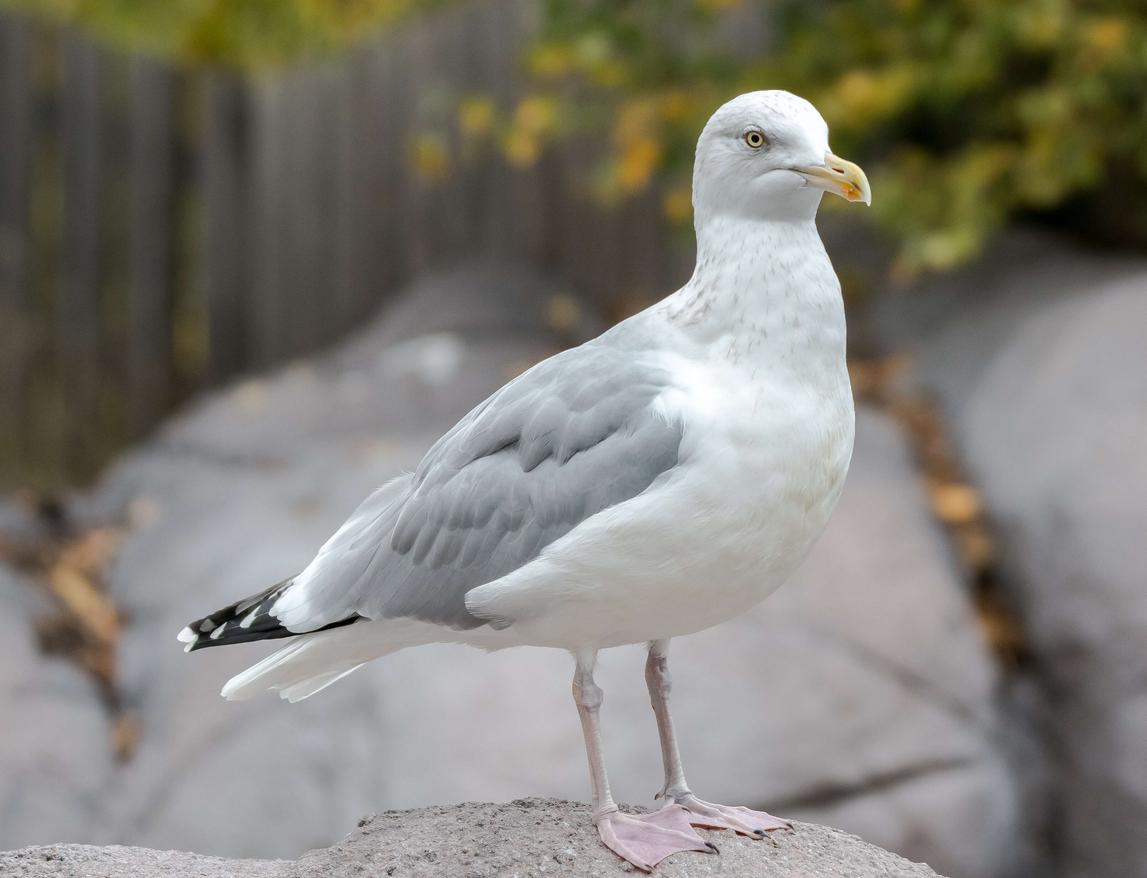 Image of European Herring Gull