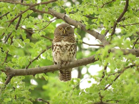 Image of African Barred Owlet