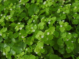 Image of false ivy-leaved speedwell