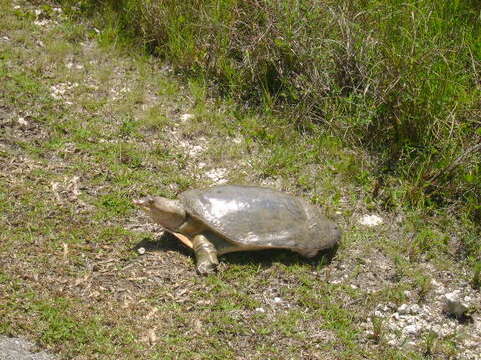 Image of Florida Softshell Turtle