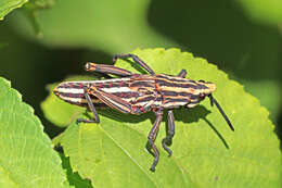 Image of Dictyophorus (Tapesiella) griseus (Reiche, L. J. & Fairmaire 1849)