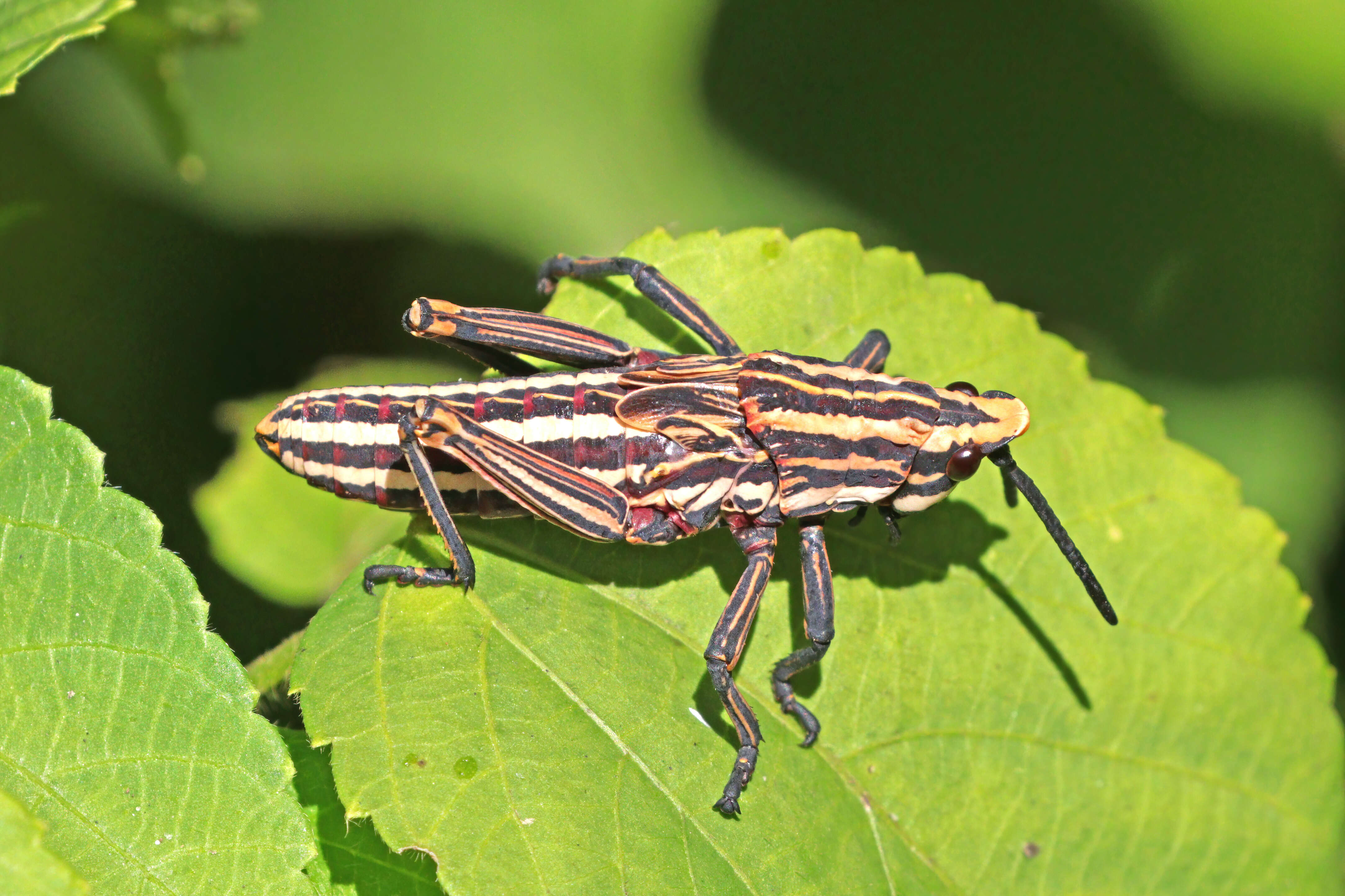 Plancia ëd Dictyophorus (Tapesiella) griseus (Reiche, L. J. & Fairmaire 1849)