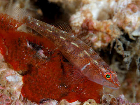 Image of Cling goby