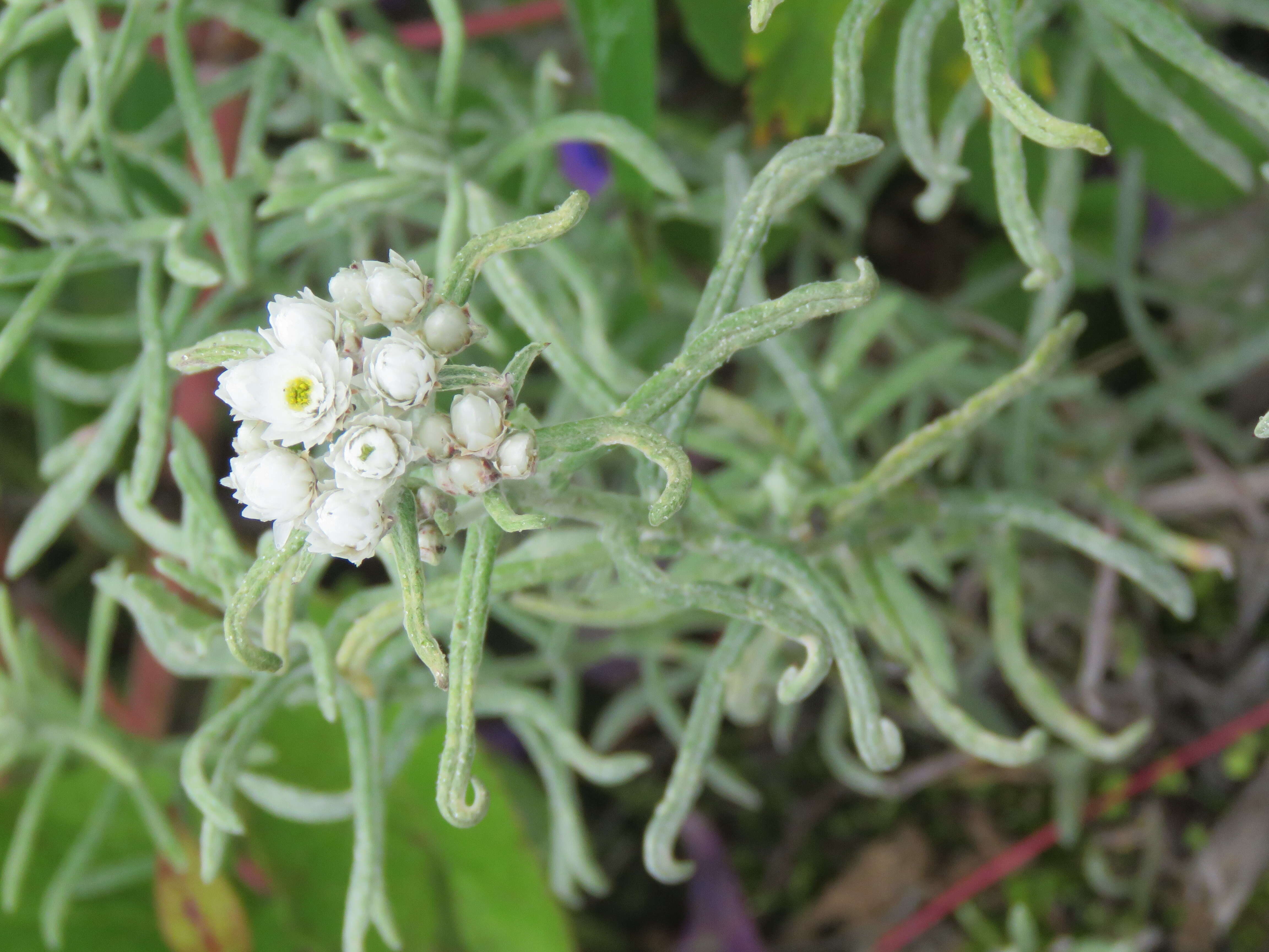 Image de Anaphalis triplinervis (Sims) C. B. Cl.