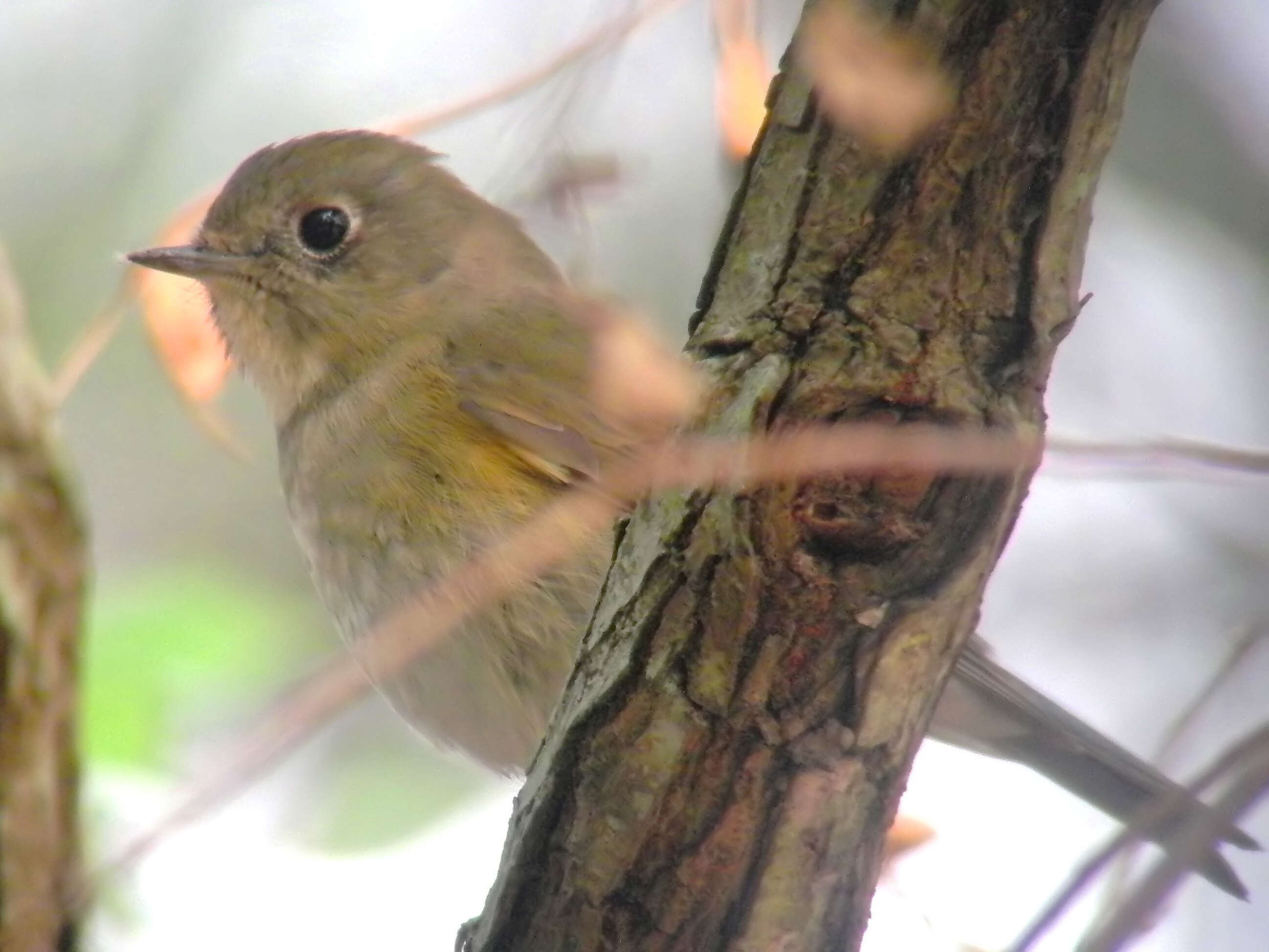 Image of Orange-flanked Bush-Robin