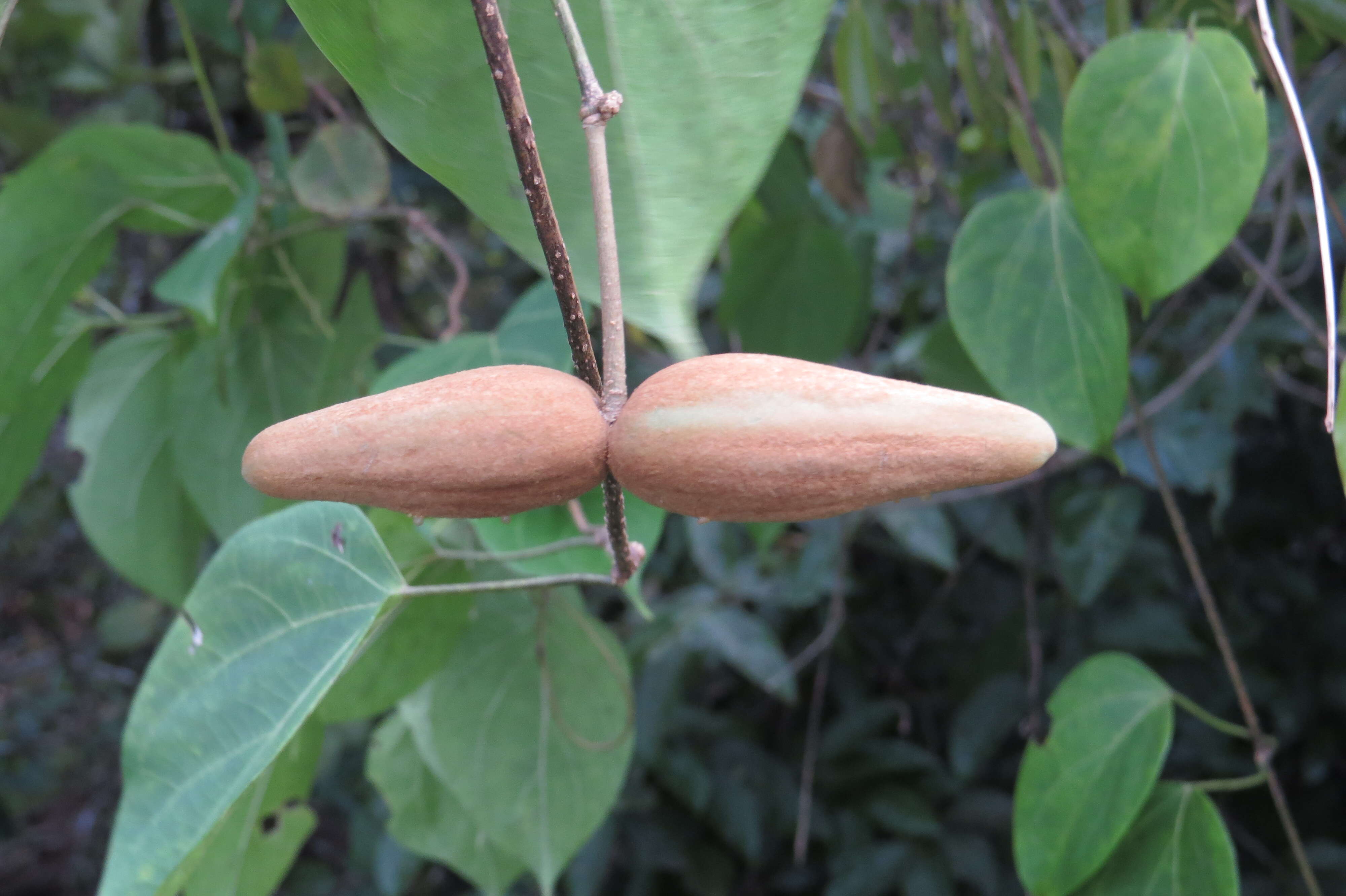 Image of Marsdenia volubilis (L. fil.) Cooke