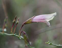 Image of Prostanthera chlorantha (F. Muell.) Benth.