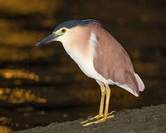 Image of Nankeen Night Heron