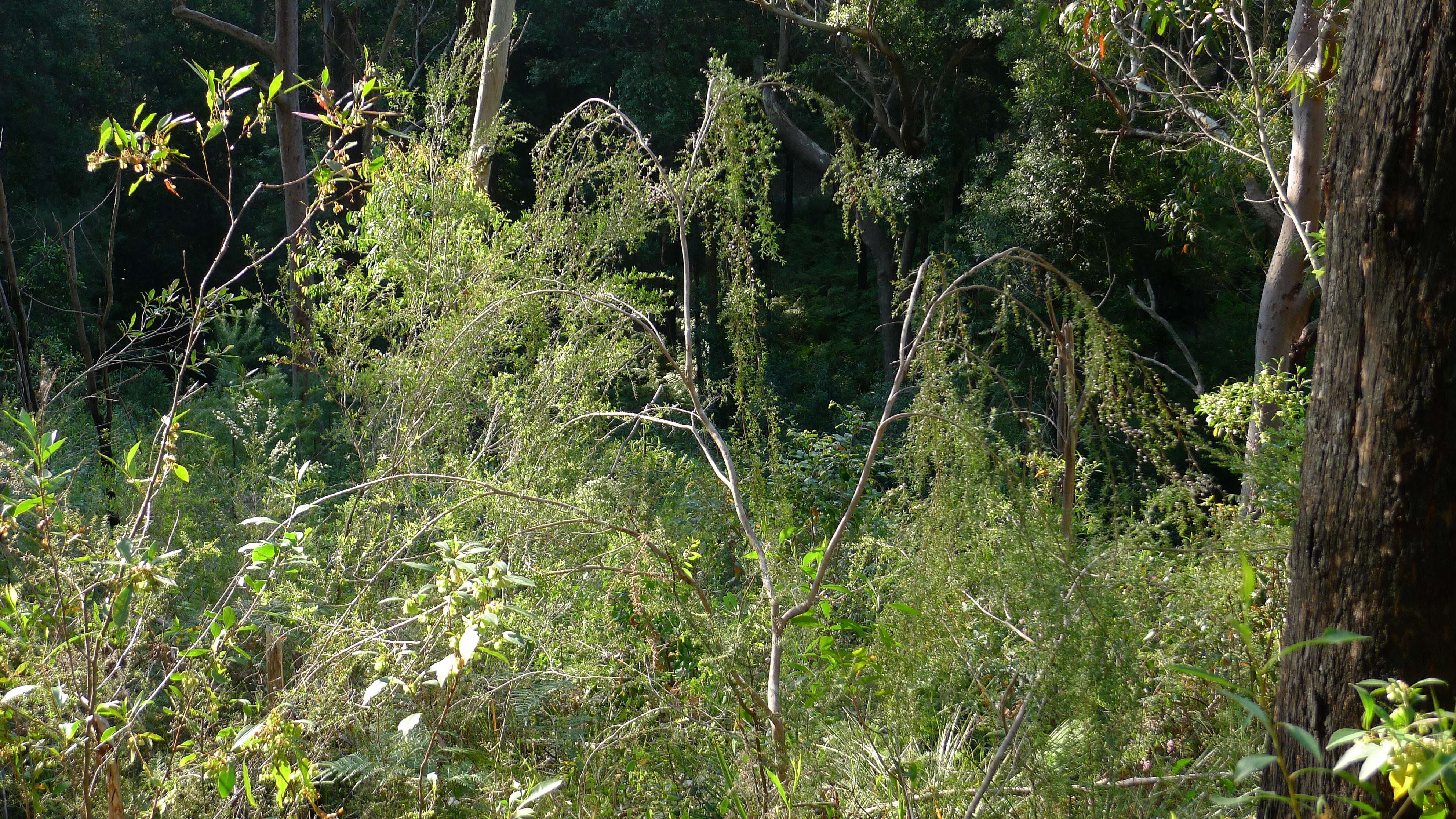 Sivun Leptospermum brachyandrum (F. Müll.) Druce kuva