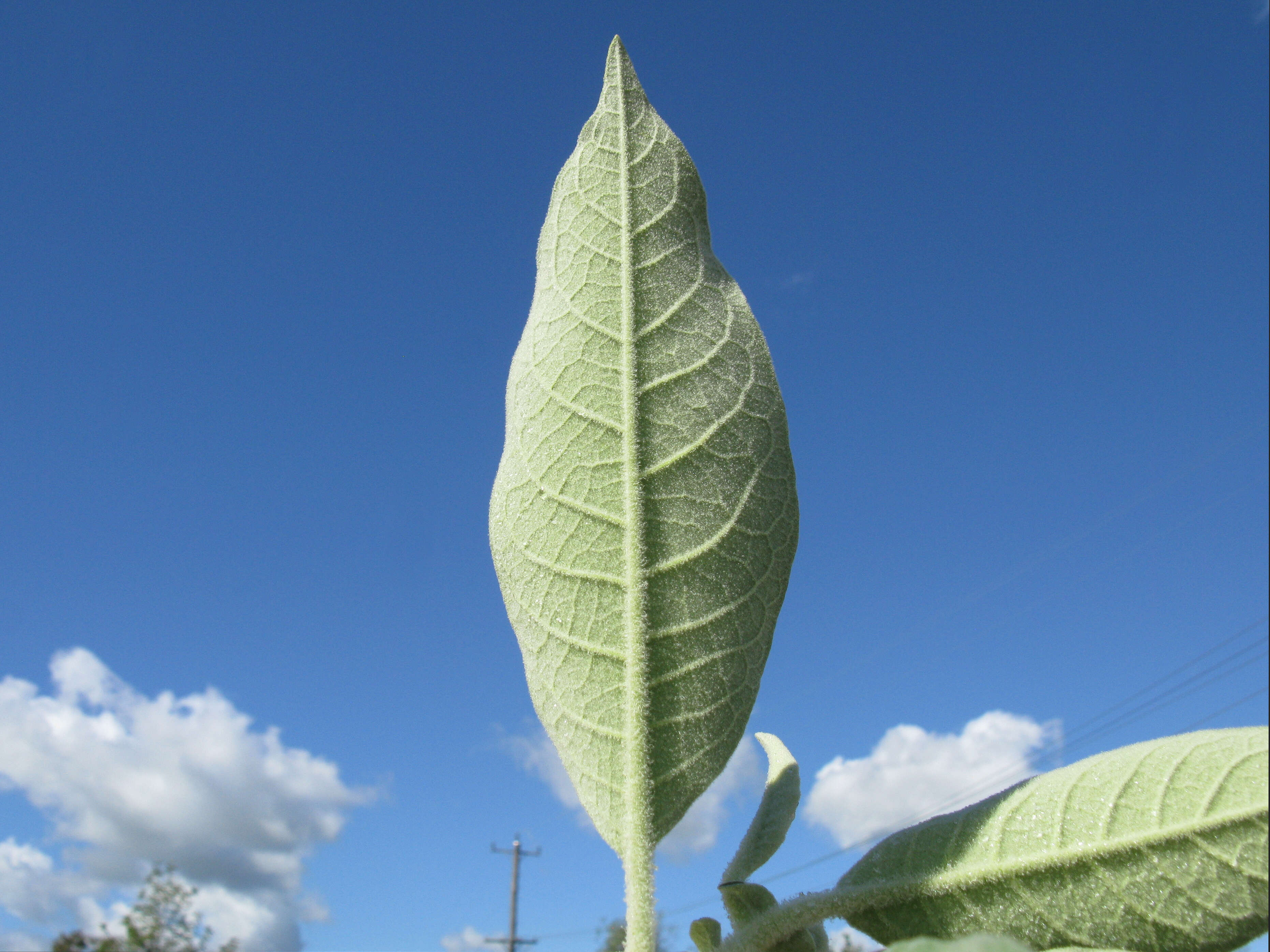 Image of earleaf nightshade