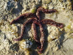 Image de Coscinasterias muricata Verrill 1867