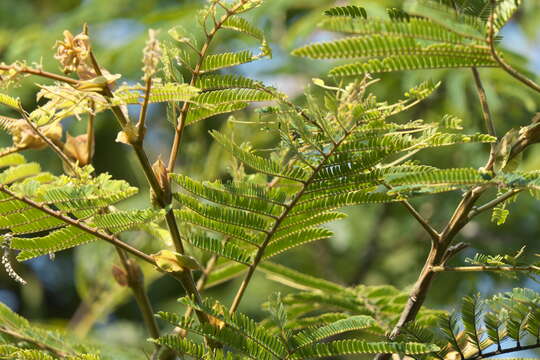 Image of Chinese albizia