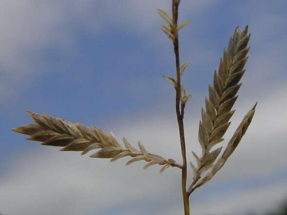 Image of Brown's lovegrass