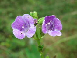 Imagem de Artanema longifolium (L.) Vatke