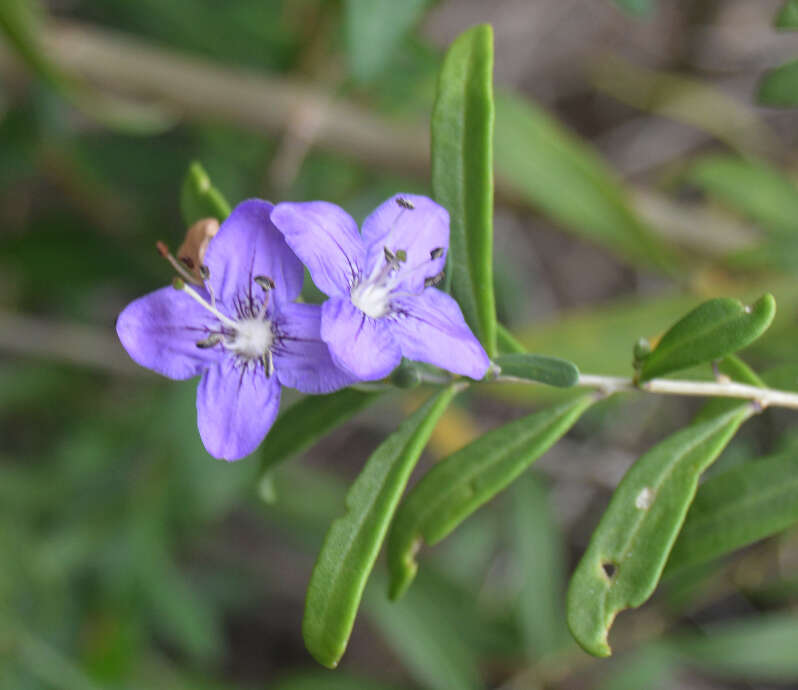Image of Carolina desert-thorn
