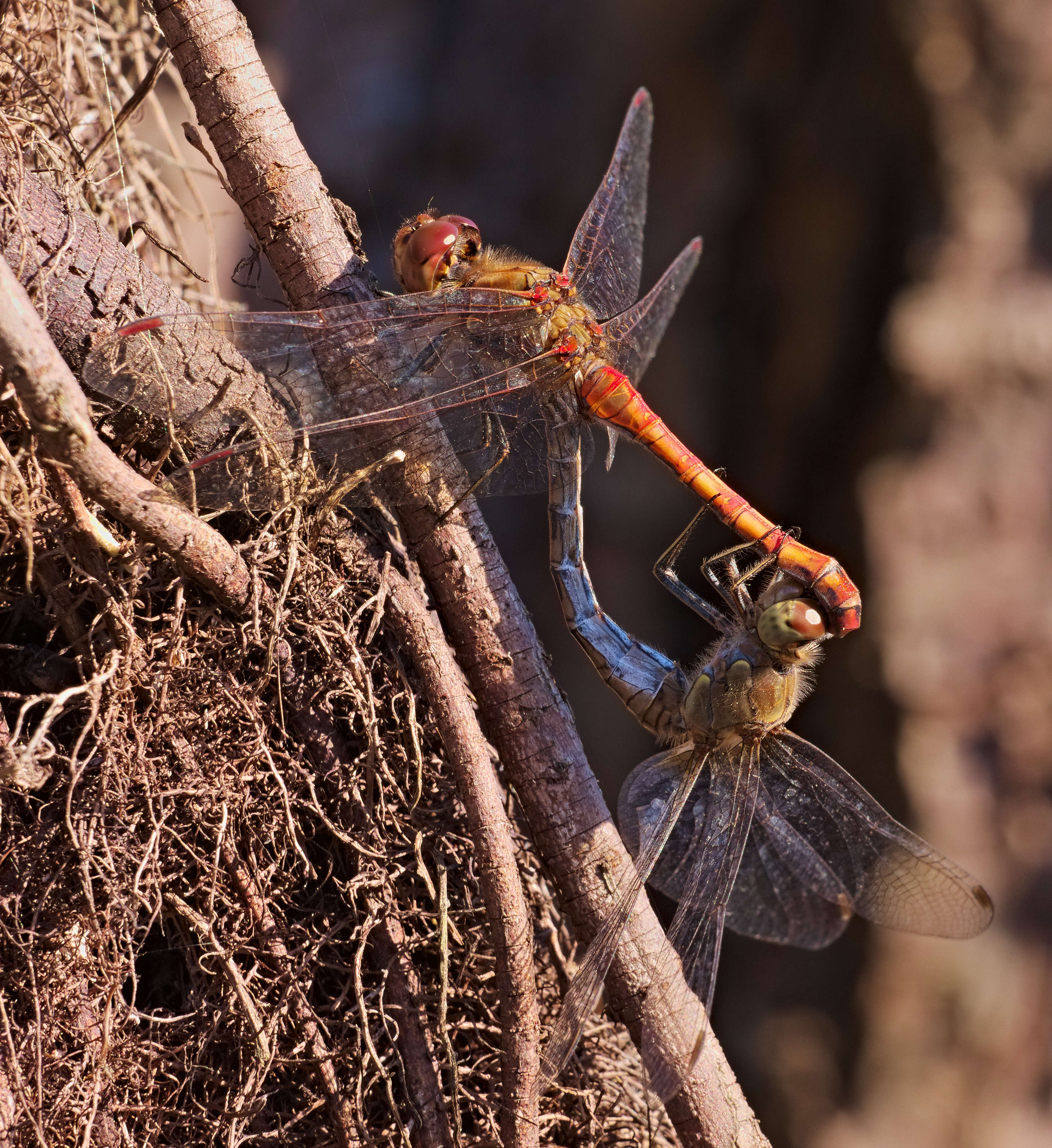 Image of Common Darter