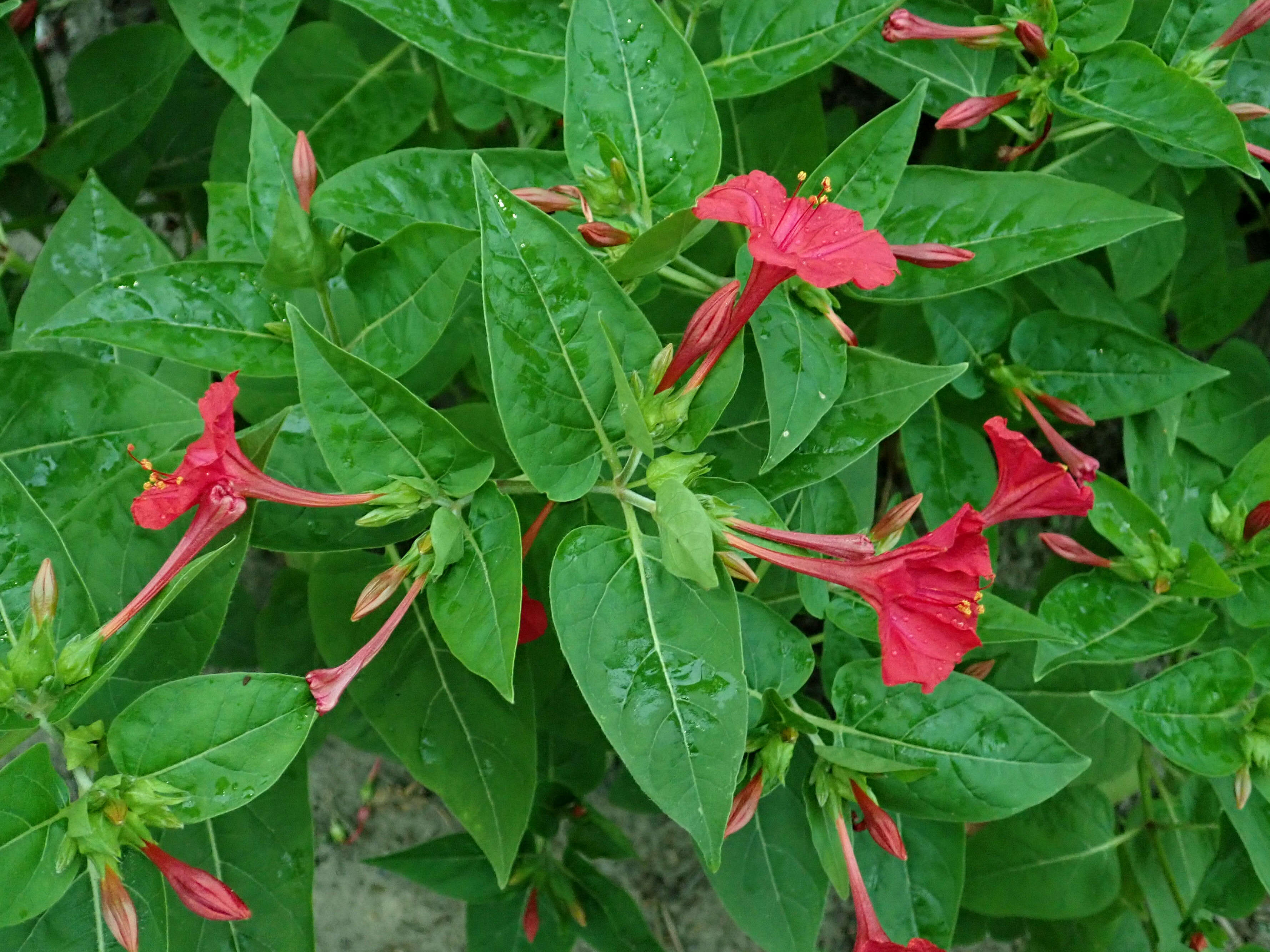 Image of Four o'Clock flower