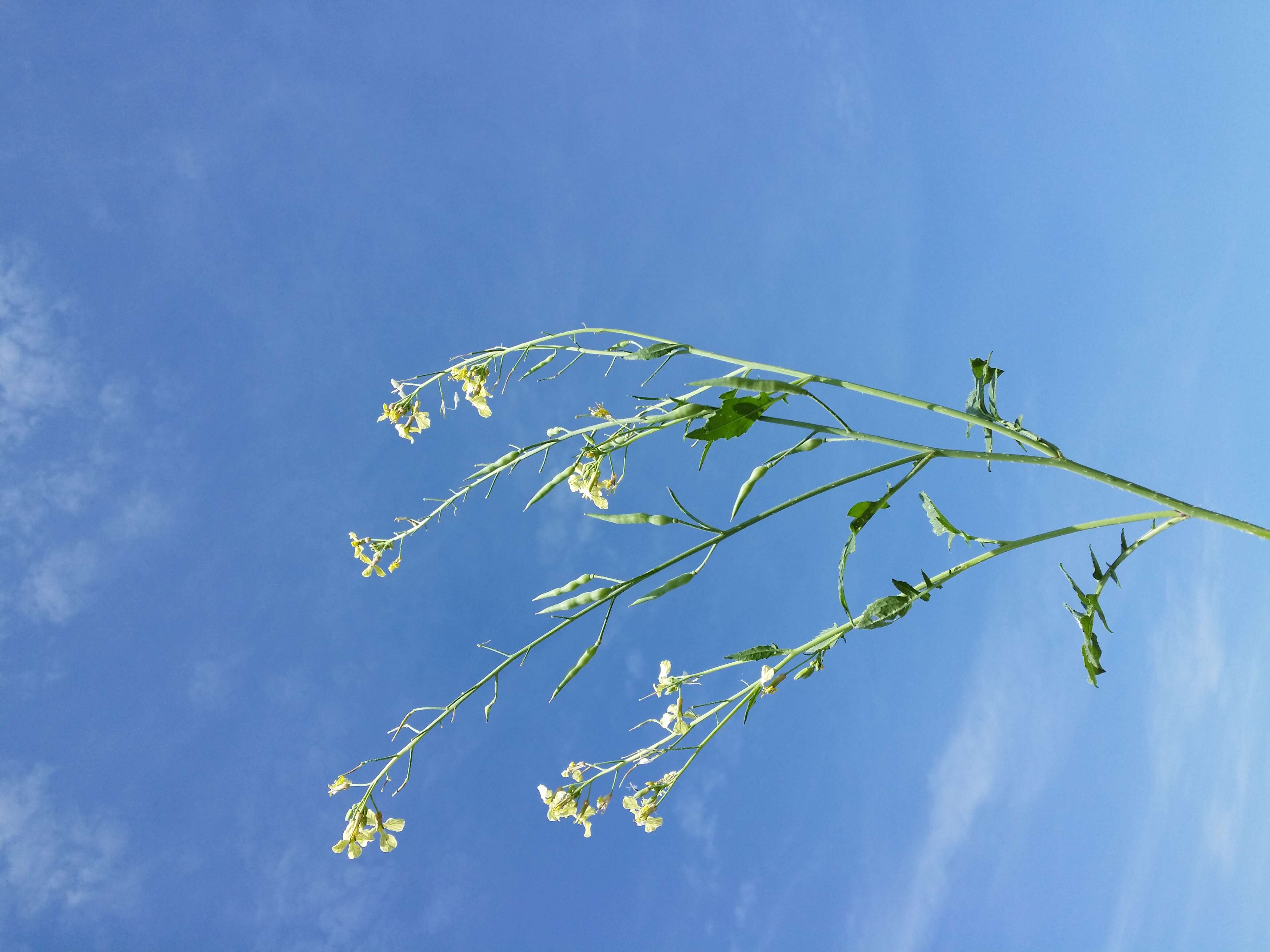 Image of wild radish