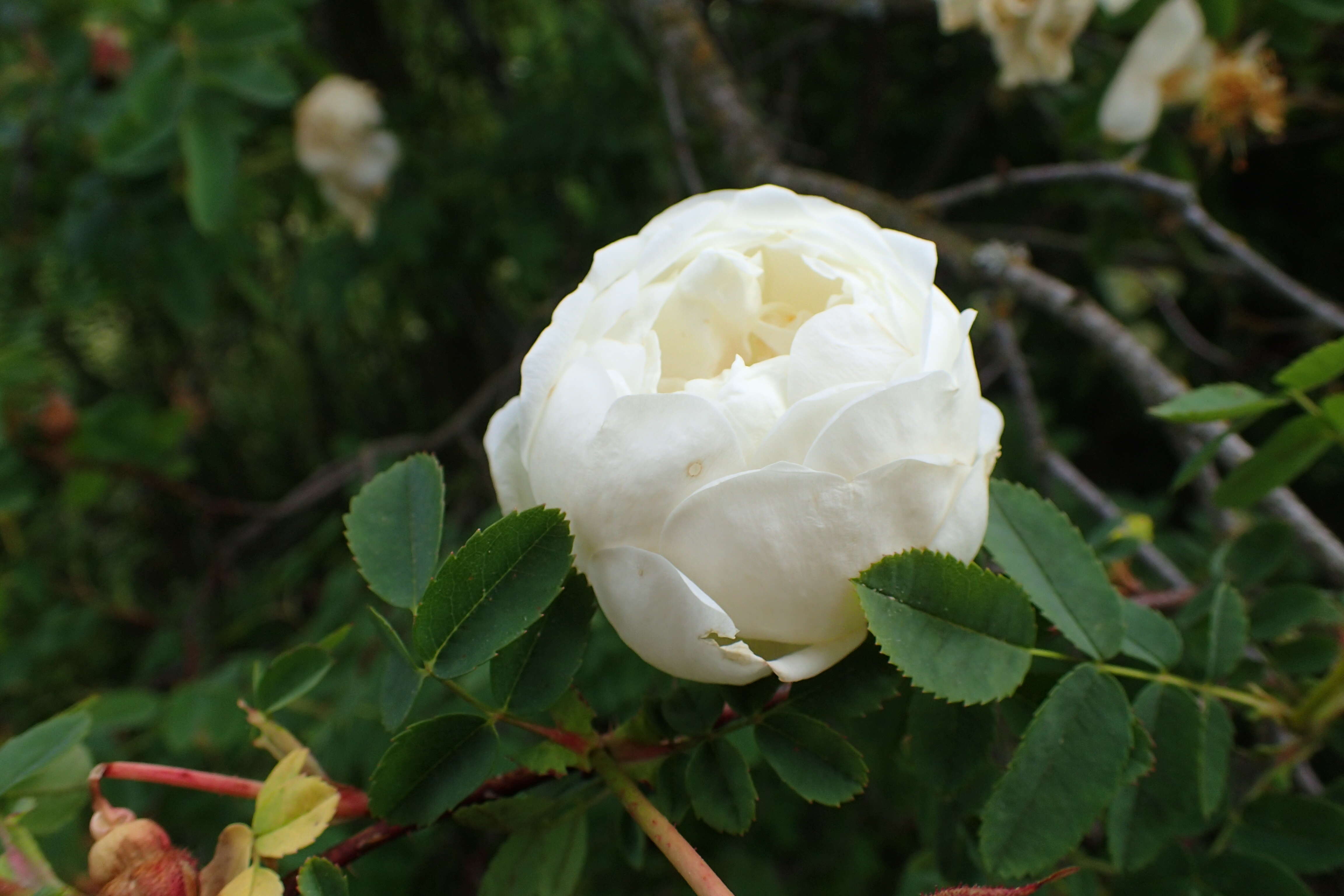 Image of Rosa hemisphaerica J. Herrm.