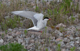 Image of Arctic Tern