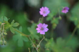 Image of hedgerow geranium