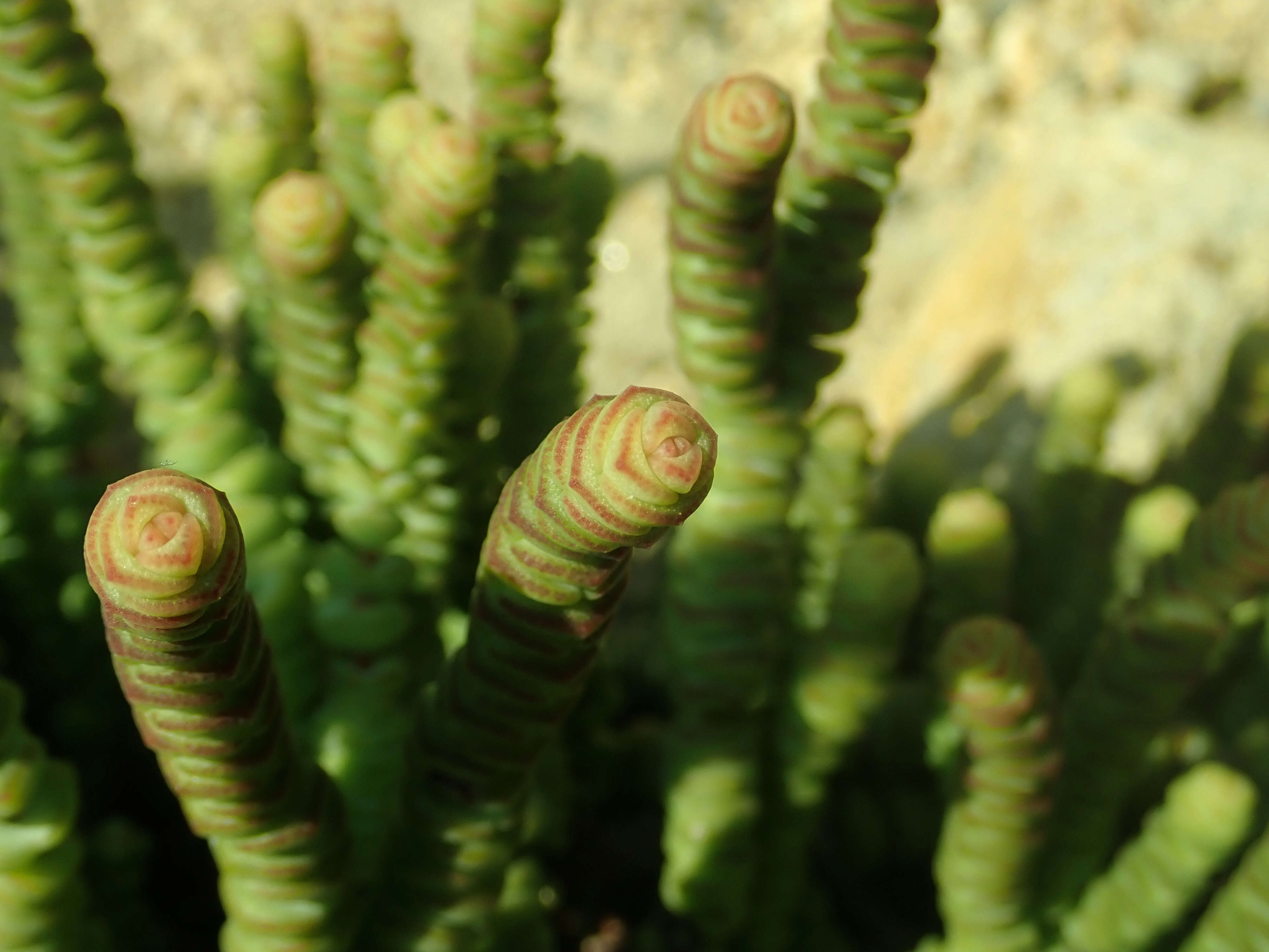 Image of Concertina plant