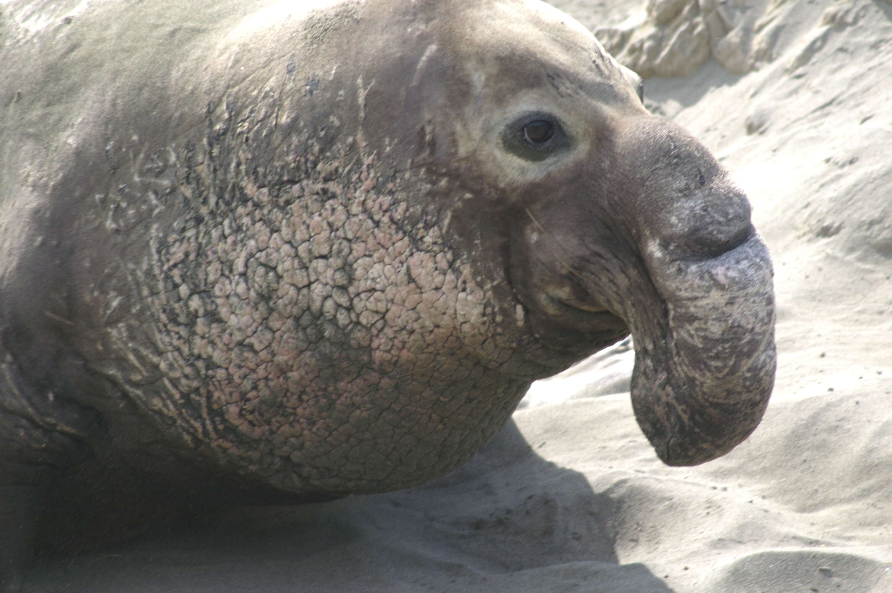 Image of Northern Elephant Seal