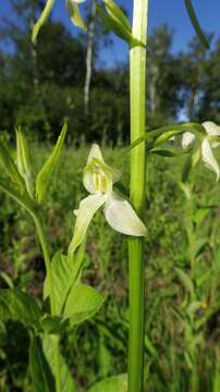 Image of lesser butterfly-orchid