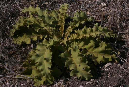 Image of wavyleaf mullein