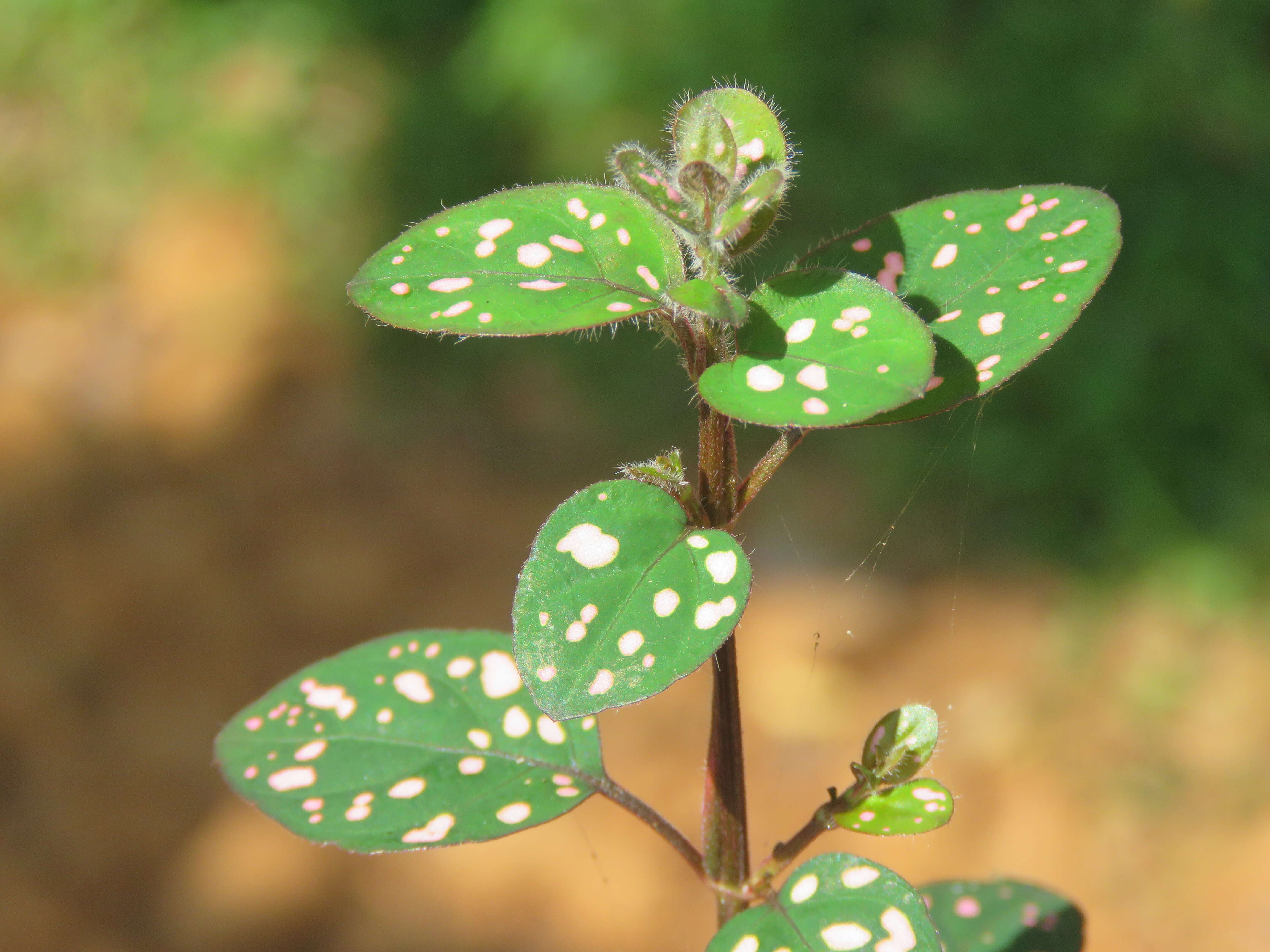 Hypoestes phyllostachya Baker resmi